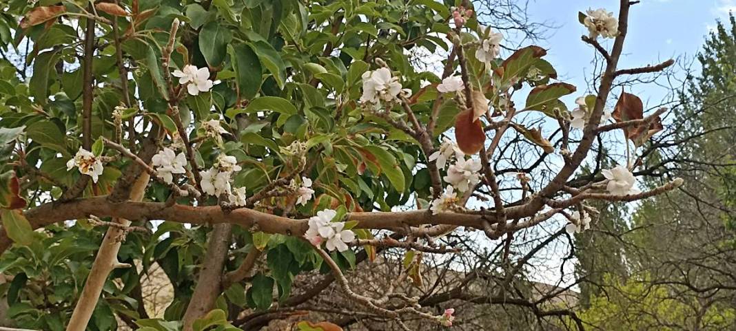 Elma ağacı eylülde isyan etti: Ben daha bitirmedim! 5
